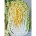 New Crop Fresh Chinese Cabbage